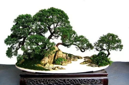 令人陶醉的山石盆景,百看不厭